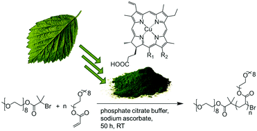 Graphical abstract: Chlorophyll derivatives as catalysts and comonomers for atom transfer radical polymerizations