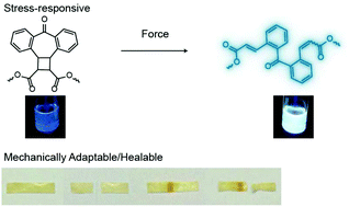 Graphical abstract: A cyclic cinnamate dimer mechanophore for multimodal stress responsive and mechanically adaptable polymeric materials