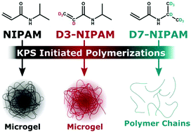 Graphical abstract: Synthesis and structure of deuterated ultra-low cross-linked poly(N-isopropylacrylamide) microgels