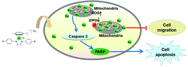 Graphical abstract: Mitochondria-targeted half-sandwich rutheniumII diimine complexes: anticancer and antimetastasis via ROS-mediated signalling
