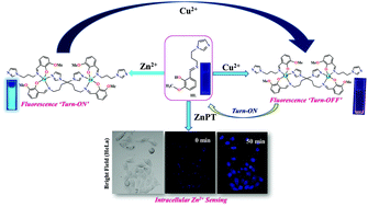 Graphical abstract: An imidazole derivative-based chemodosimeter for Zn2+ and Cu2+ ions through “ON–OFF–ON” switching with intracellular Zn2+ detection