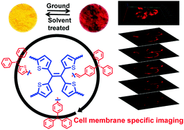 Graphical abstract: Tetrathienylethene based red aggregation-enhanced emission probes: super red-shifted mechanochromic behavior and highly photostable cell membrane imaging