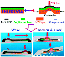 Graphical abstract: Near-infrared light-driven locomotion of a liquid crystal polymer trilayer actuator