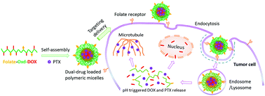 Graphical abstract: Folate-conjugated and pH-triggered doxorubicin and paclitaxel co-delivery micellar system for targeted anticancer drug delivery