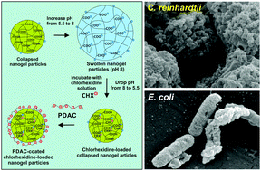 Graphical abstract: Amplified antimicrobial action of chlorhexidine encapsulated in PDAC-functionalized acrylate copolymer nanogel carriers
