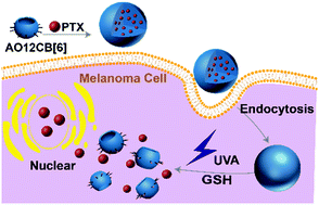 Graphical abstract: Stimuli-responsive perallyloxycucurbit[6]uril-based nanoparticles for selective drug delivery in melanoma cells