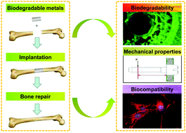 Graphical abstract: Biodegradable metallic bone implants