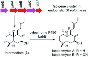 Graphical abstract: Isolation and biosynthesis of labdanmycins: four new labdane diterpenes from endophytic Streptomyces