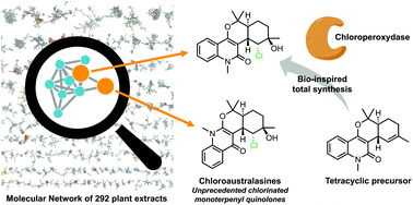 Graphical abstract: Searching for original natural products by molecular networking: detection, isolation and total synthesis of chloroaustralasines