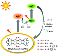 Graphical abstract: Photoexcited perylene diimide radical anions for the reduction of aryl halides: a bay-substituent effect