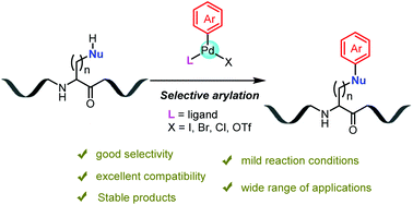 Graphical abstract: Selective modification of natural nucleophilic residues in peptides and proteins using arylpalladium complexes