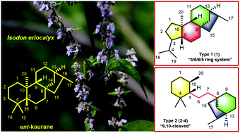 Graphical abstract: Maoeriocalysins A–D, four novel ent-kaurane diterpenoids from Isodon eriocalyx and their structure determination utilizing quantum chemical calculation in conjunction with quantitative interproton distance analysis