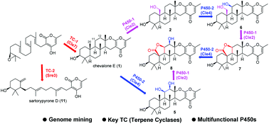 Graphical abstract: Genome mining for fungal polyketide-diterpenoid hybrids: discovery of key terpene cyclases and multifunctional P450s for structural diversification