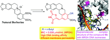 Graphical abstract: Novel potential artificial MRSA DNA intercalators: synthesis and biological evaluation of berberine-derived thiazolidinediones
