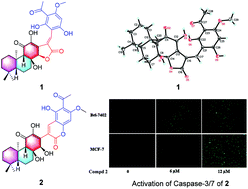Graphical abstract: Fischernolides A–D, four novel diterpene-based meroterpenoid scaffolds with antitumor activities from Euphorbia fischeriana