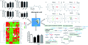 Graphical abstract: A urinary metabolomics (GC-MS) strategy to evaluate the antidepressant-like effect of chlorogenic acid in adrenocorticotropic hormone-treated rats