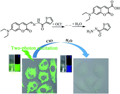 Graphical abstract: A coumarin Schiff's base two-photon fluorescent probe for hypochlorite in living cells and zebrafish