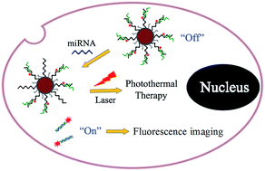 Graphical abstract: Polydopamine-assisted versatile modification of a nucleic acid probe for intracellular microRNA imaging and enhanced photothermal therapy