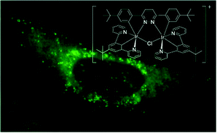 Graphical abstract: Pyridazine-bridged cationic diiridium complexes as potential dual-mode bioimaging probes