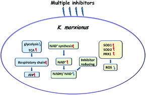 Graphical abstract: Transcriptomic analysis of thermotolerant yeast Kluyveromyces marxianus in multiple inhibitors tolerance