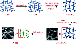 Graphical abstract: The facile synthesis and bioactivity of a 3D nanofibrous bioglass scaffold using an amino-modified bacterial cellulose template