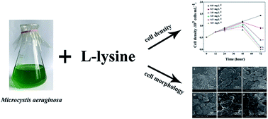 Graphical abstract: Anticyanobacterial effect of l-lysine on Microcystis aeruginosa