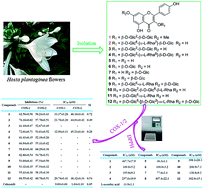 Graphical abstract: Anti-inflammatory and antioxidant activities of flavonoids from the flowers of Hosta plantaginea