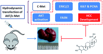 Graphical abstract: Celastrol delays hepatic steatosis and carcinogenesis in a rapid AKT/c-Met-transfected hepatocellular carcinoma model via suppressing fatty acid synthase expression and AKT/ERK phosphorylation