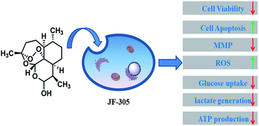 Graphical abstract: Dihydroartemisinin induces apoptosis and downregulates glucose metabolism in JF-305 pancreatic cancer cells