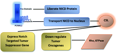 Graphical abstract: In silico functional and tumor suppressor role of hypothetical protein PCNXL2 with regulation of the Notch signaling pathway