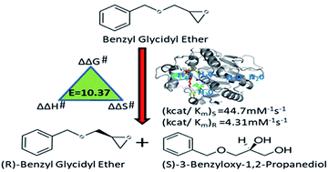 Graphical abstract: Evaluating Ylehd, a recombinant epoxide hydrolase from Yarrowia lipolytica as a potential biocatalyst for the resolution of benzyl glycidyl ether