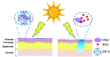Graphical abstract: Microencapsulated sunblock nanoparticles based on zeolitic imidazole frameworks for safe and effective UV protection