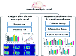 Graphical abstract: Effect of Rhizoma Paridis saponin on the pain behavior in a mouse model of cancer pain