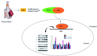 Graphical abstract: Cytoprotective effects of a tripeptide from Chinese Baijiu against AAPH-induced oxidative stress in HepG2 cells via Nrf2 signaling