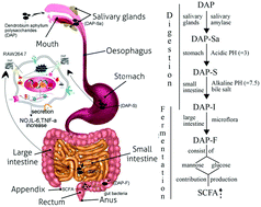 Graphical abstract: Artificial simulation of salivary and gastrointestinal digestion, and fermentation by human fecal microbiota, of polysaccharides from Dendrobium aphyllum