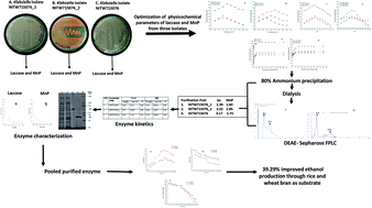 Graphical abstract: Biochemical and kinetic characterization of laccase and manganese peroxidase from novel Klebsiella pneumoniae strains and their application in bioethanol production