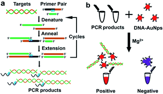 Graphical abstract: Tandem blocking of PCR extension to form a single-stranded overhang for facile, visual, and ultrasensitive gene detection