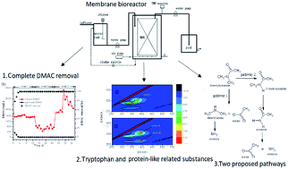 Graphical abstract: New insights into the treatment of real N,N-dimethylacetamide contaminated wastewater using a membrane bioreactor and its membrane fouling implications