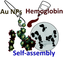 Graphical abstract: Hemoglobin-driven iron-directed assembly of gold nanoparticles
