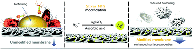 Graphical abstract: Modification of a hollow-fibre polyethersulfone membrane using silver nanoparticles formed in situ for biofouling prevention