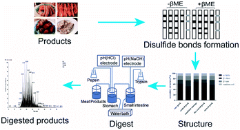 Graphical abstract: The effect of meat processing methods on changes in disulfide bonding and alteration of protein structures: impact on protein digestion products