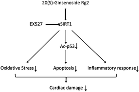 Graphical abstract: 20(S)-Ginsenoside Rg2 attenuates myocardial ischemia/reperfusion injury by reducing oxidative stress and inflammation: role of SIRT1