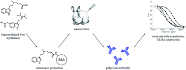 Graphical abstract: Use of novel haptens in the production of antibodies for the detection of tryptamines