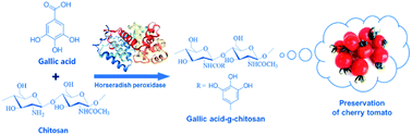 Graphical abstract: Horseradish peroxidase-mediated synthesis of an antioxidant gallic acid-g-chitosan derivative and its preservation application in cherry tomatoes