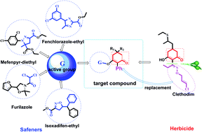 Graphical abstract: Design, microwave-assisted synthesis, bioactivity and SAR of novel substituted 2-phenyl-2-cyclohexanedione enol ester derivatives