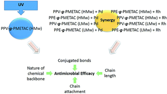 Graphical abstract: Antimicrobial synergy of cationic grafted poly(para-phenylene ethynylene) and poly(para-phenylene vinylene) compounds with UV or metal ions against Enterococcus faecium