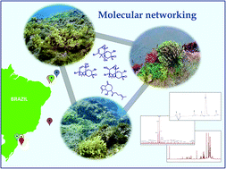 Graphical abstract: Molecular networking prospection and characterization of terpenoids and C15-acetogenins in Brazilian seaweed extracts