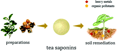 Graphical abstract: Tea saponins: effective natural surfactants beneficial for soil remediation, from preparation to application