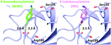 Graphical abstract: Halogen bonding for the design of inhibitors by targeting the S1 pocket of serine proteases