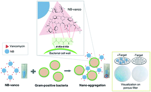 Graphical abstract: Rapid naked-eye detection of Gram-positive bacteria by vancomycin-based nano-aggregation